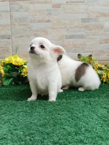 Lindos Filhotes de chihuahua