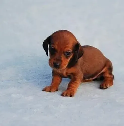Dachshund,Dachshund Filhote Saudável com Perfil Carinhoso e Ótima Companhia