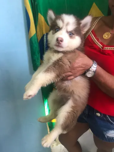 Filhote macho marrom husky siberiano 2 mês já tomou as vermífugo 