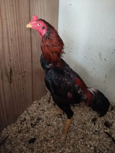 Galo mura