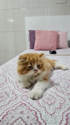 Gato persa ( macho)