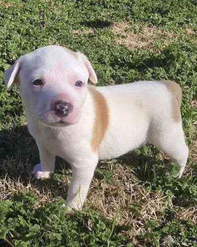 Filhote de cachorro Pitbull/ Pit Monster de olhos azuis