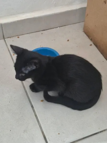 Doa-se gato