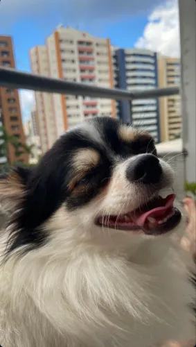 Chihuahua Pelo Longo Pedigree CBKC 