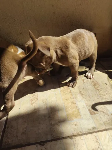 Pit bull