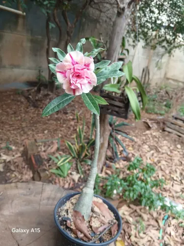 Rosa do deserto pote 15