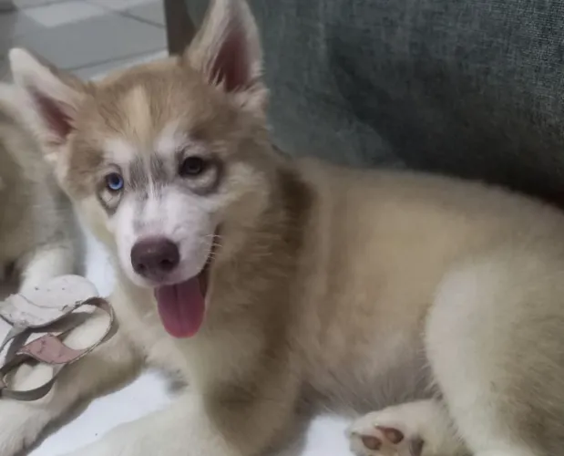 Husky siberiano fêmea wolly