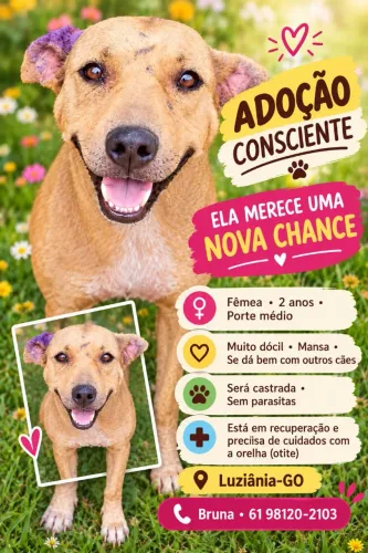 Fêmea resgatada