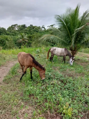 Égua e potro