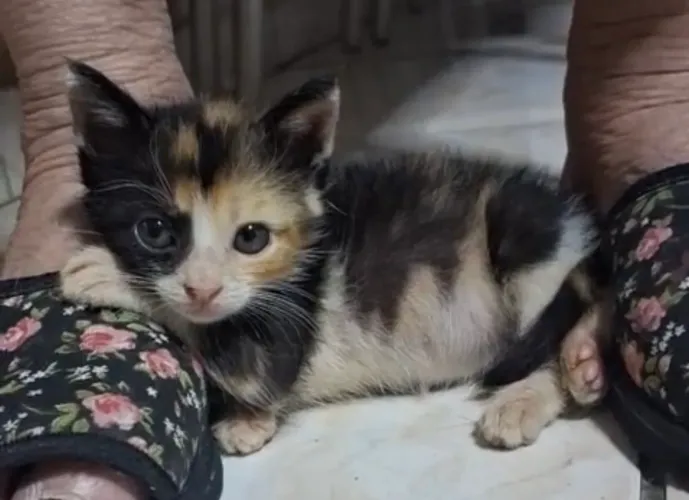 Gatinha tricolor pra adoção 