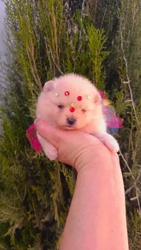Spitz
