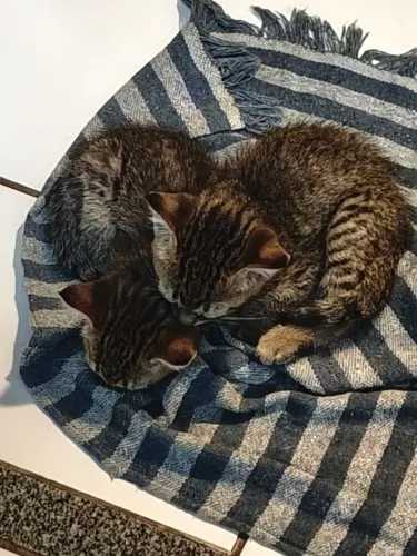 Gata