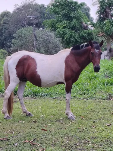 Vendo Égua e potra com 4 messes de nascida Manga Larga Machador todas as duas 