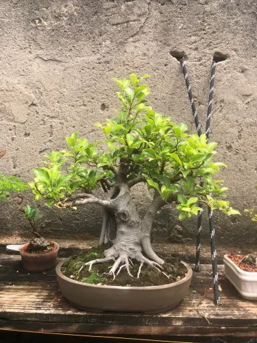 Bonsai fícus 13 anos