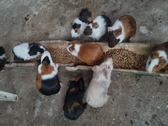 Vende-se porquinhos da índia 