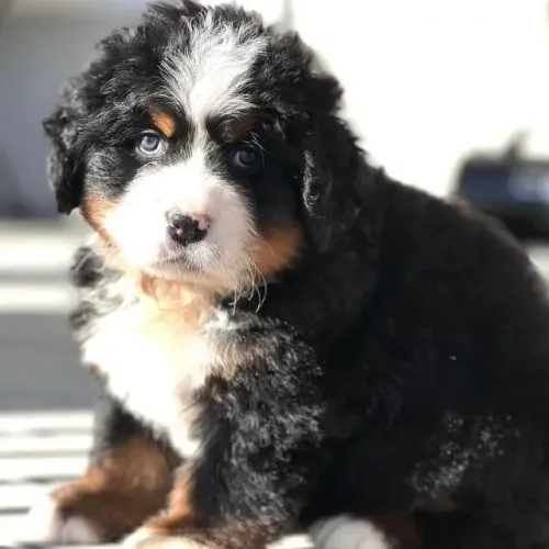 Filhotes de Bernese | Cheio de energia boa.