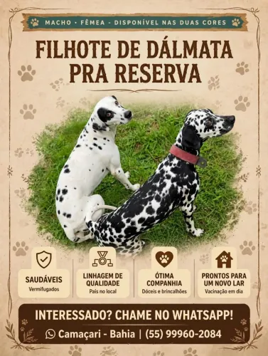 Filhotes de dálmata