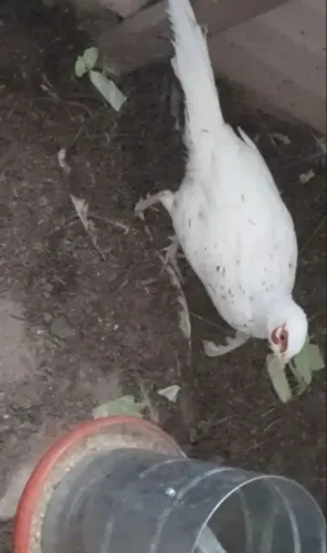 Galinha