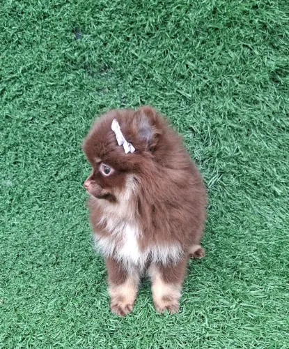Spitz alemão