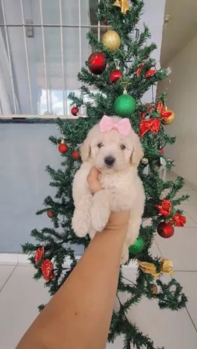 Filhotes de Poodle Toy Macho e fêmea