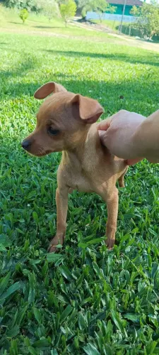 Pinscher fêmea zero
