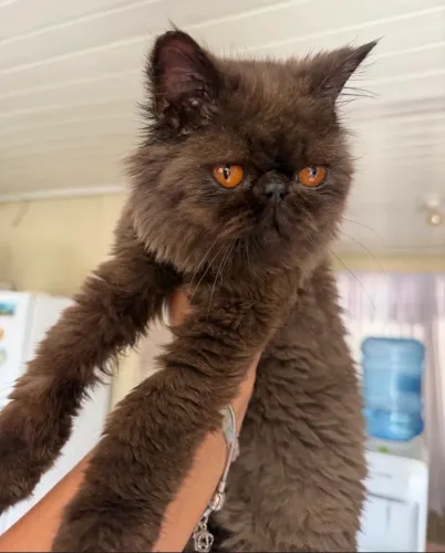 Gato Persa Macho