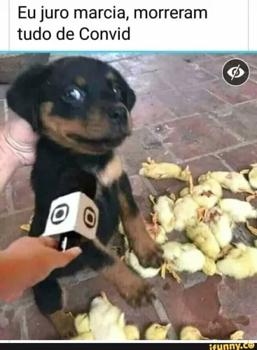 Quero compra um pinscher fêmea