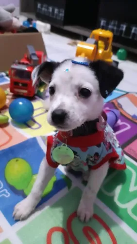 Cachorro para adoção