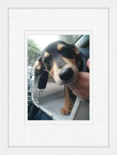 Adoção machinho 3 meses, vacinado, leia o texto