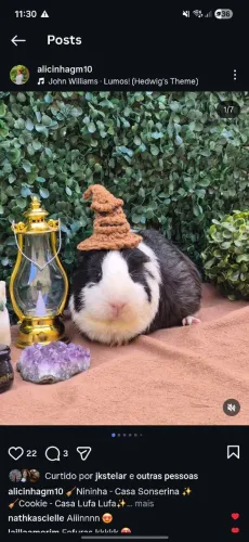 Porquinhos da Índia