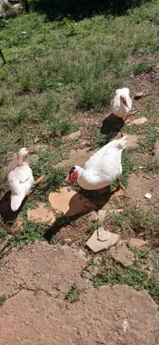 Patos A venda