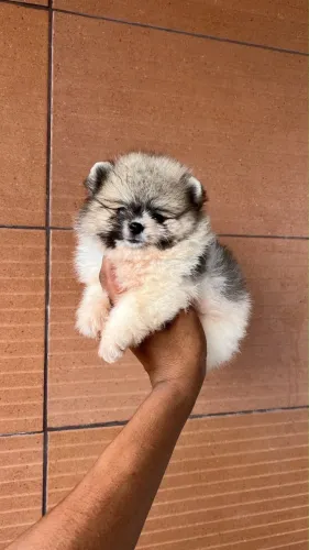 FÊMEA LULU DA POMERANIA