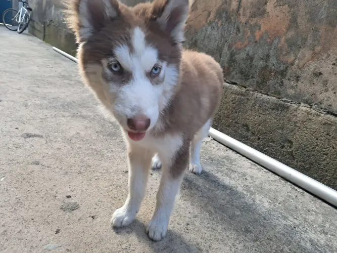 Husky, 4 meses 