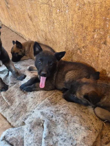 Doação de Pastor Belga Malinois