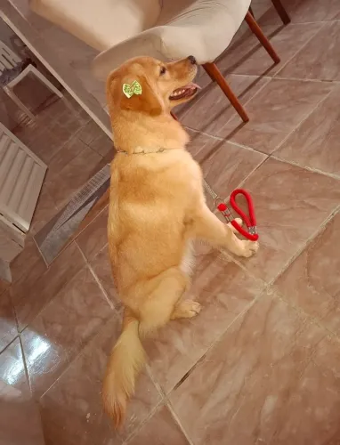 Golden Retriever procura NAMORADO!