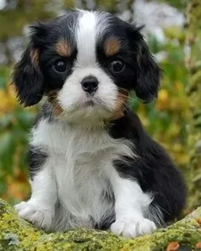 Cavalier King Charles Machos e Femeas