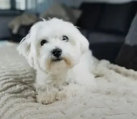 Maltês Um cachorrinho encantador para transformar sua rotina