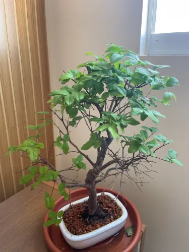 Bonsai de Jabuticaba | Item Natural