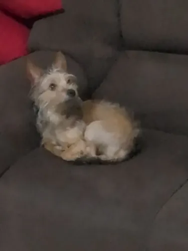 Animal
