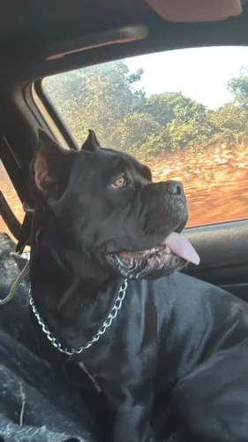 Cachorro