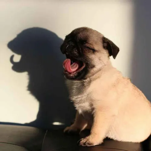 Filhote pug, Se prepare para a melhor amizade da sua vida!