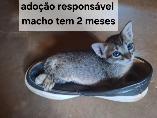 Gatinho adoção