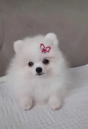 Alegria em Tamanho Mini: Filhotes de Lulu da Pomerânia Esperam por Você!