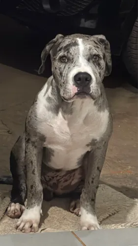 American Bully 