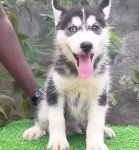 Filhotes de Husky Siberiano | Um amigo para alegrar qualquer dia.