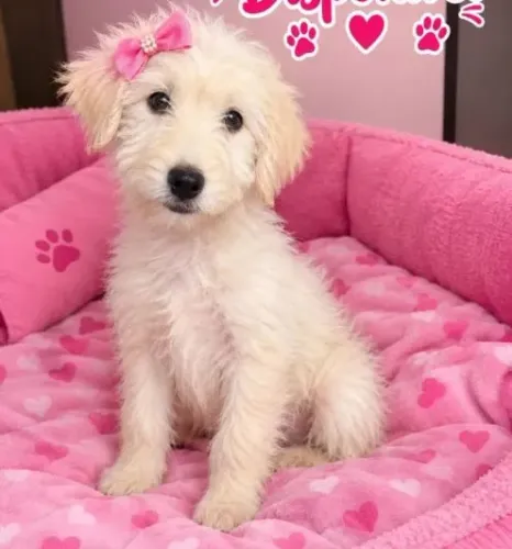 Doação filhote de Lhasa Apso com poodle