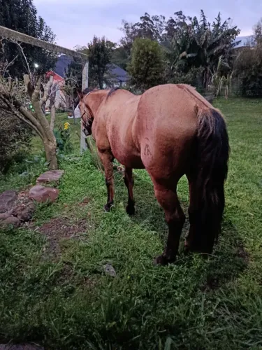 Cavalo manso