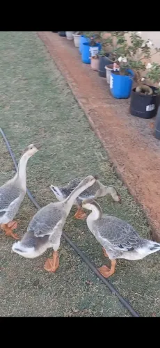 Vendo 4 filhotes ganso africanos
