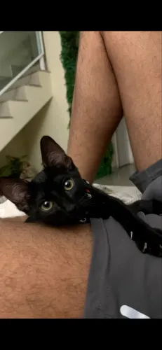Gato para doação