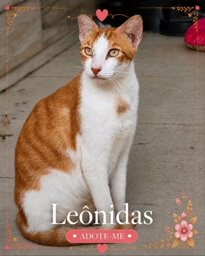Gato para adoção 